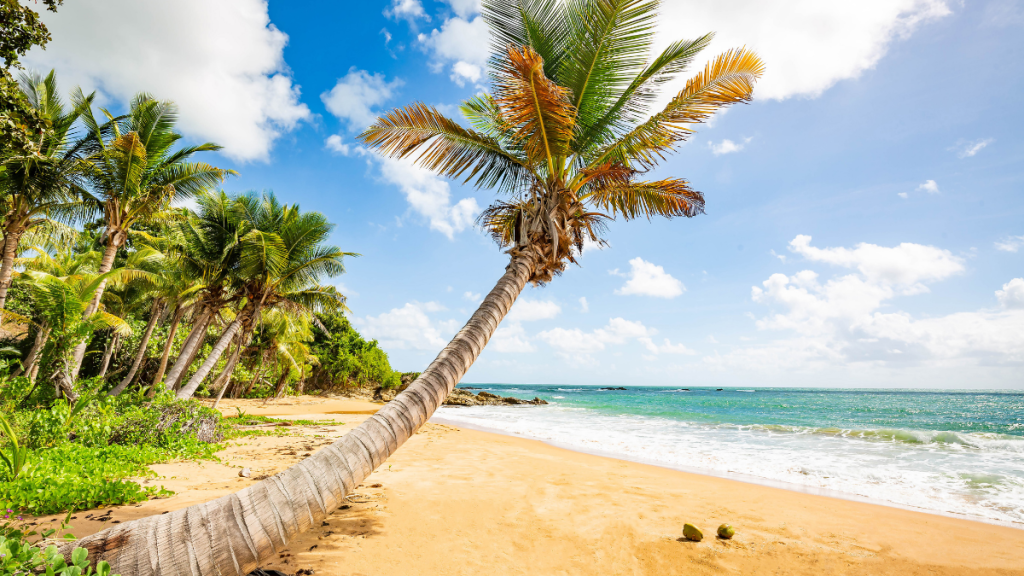 View of a palm tree at sea